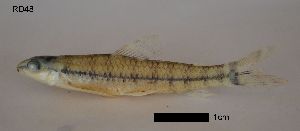  ( - RD48)  @11 [ ] No Rights Reserved (2013) Unspecified LGC- PUC Minas