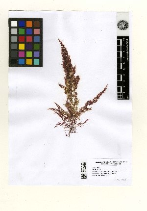  (Laurencia pyramidalis - LLG1855)  @11 [ ] Copyright (2013) MNHN, Herbier National (PC) Muséum National d'Histoire Naturelle (MNHN)