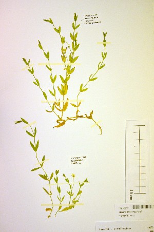  (Stellaria hebecalyx - TRHV 49279)  @11 [ ] CreativeCommons - Attribution Non-Commercial Share-Alike (2012) NTNU Museum of Natural History and Archaeology NTNU Museum of Natural History and Archaeology