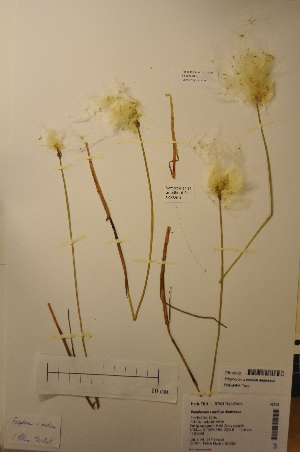  (Eriophorum xmedium - TRH48732)  @11 [ ] CreativeCommons - Attribution Non-Commercial Share-Alike (2012) NTNU Museum of Natural History and Archaeology NTNU Museum of Natural History and Archaeology