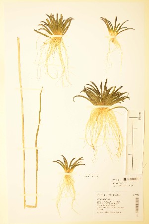  ( - TRH248859)  @11 [ ] CreativeCommons - Attribution Non-Commercial Share-Alike (2015) NTNU University Museum, Department of Natural History NTNU University Museum, Department of Natural History