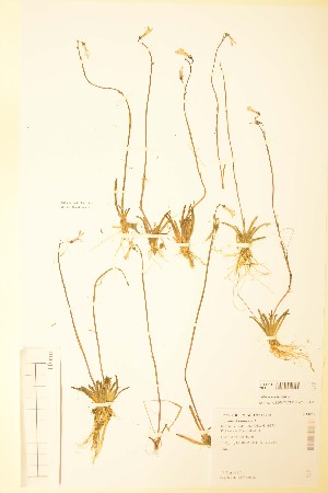  ( - TRH49751)  @11 [ ] CreativeCommons - Attribution Non-Commercial Share-Alike (2015) NTNU University Museum, Department of Natural History NTNU University Museum, Department of Natural History