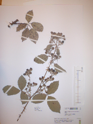  (Rubus langei - TRHV 253700)  @11 [ ] CreativeCommons - Attribution Non-Commercial Share-Alike (2013) NTNU Museum of Natural History and Archaeology NTNU Museum of Natural History and Archaeology