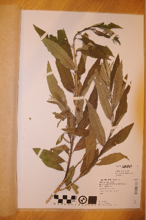  (Salix xsmithiana - TRH-V-33434)  @11 [ ] Copyright (2014) NTNU University Museum, Department of Natural History NTNU University Museum, Department of Natural History