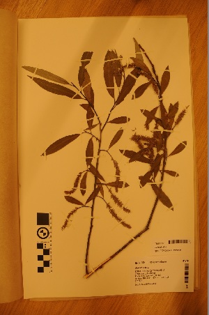  ( - TRH-V-41378)  @11 [ ] Copyright (2014) NTNU University Museum, Department of Natural History NTNU University Museum, Department of Natural History