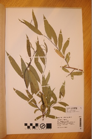  (Salix x rubens - TRH-V-45769)  @11 [ ] Copyright (2014) NTNU University Museum, Department of Natural History NTNU University Museum, Department of Natural History