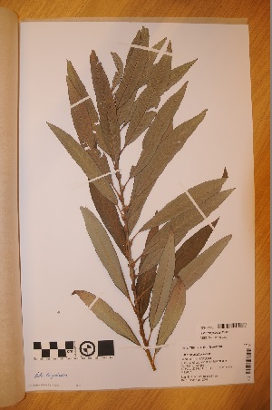  (Salix x dasyclados - TRH-V-47100)  @11 [ ] Copyright (2014) NTNU University Museum, Department of Natural History NTNU University Museum, Department of Natural History
