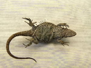  ( - 15937RAr)  @12 [ ] Unspecified (default): All Rights Reserved (2014) L.J. Avila CENPAT
