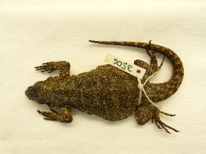  (Phymaturus sp. 13 - 3506RAr)  @13 [ ] Unspecified (default): All Rights Reserved (2014) L.J. Avila CENPAT