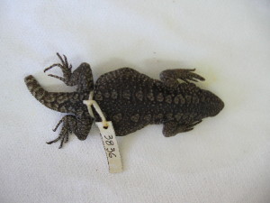  ( - 3836RAr)  @12 [ ] Unspecified (default): All Rights Reserved (2014) L.J. Avila CENPAT