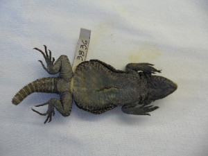  ( - 3836RAr)  @12 [ ] Unspecified (default): All Rights Reserved (2014) L.J. Avila CENPAT