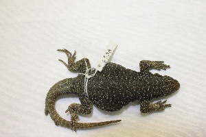  (Phymaturus sp. 22 - 6538RAr)  @11 [ ] Unspecified (default): All Rights Reserved (2014) L.J. Avila CENPAT
