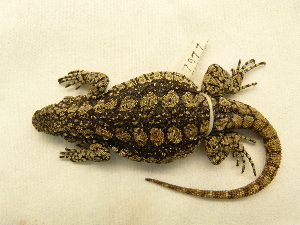  ( - 7977RAr)  @13 [ ] Unspecified (default): All Rights Reserved (2014) L.J. Avila CENPAT