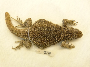  ( - 8144RAr)  @13 [ ] Unspecified (default): All Rights Reserved (2014) L.J. Avila CENPAT