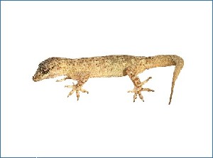  (Hemidactylus forbesii - IBES3001)  @12 [ ] CreativeCommons - Attribution Non-Commercial No Derivatives (2015) Salvador Carranza IBE, Institute of Evolutionary Biology (CSIC-UPF)