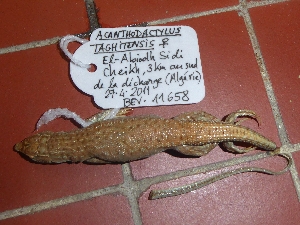  (Acanthodactylus taghitensis - CIBIO.15462)  @11 [ ] Copyright (c) (2022) P Geniez EPHE-CNRS