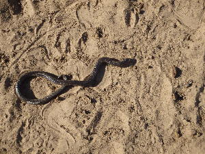  (Atractaspis watsoni - CIBIO.18868)  @11 [ ] Copyright (c) (2020) JC Brito CIBIO