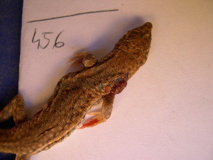  (Acanthodactylus dumerilii - CIBIO.A456)  @11 [ ] Copyright (c) (2004) JC Brito CIBIO