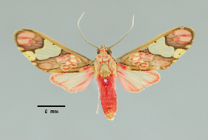  (Neonerita nr. dorsipuncta - MUSM-ArctVBC353)  @11 [ ] Copyright (2018) Juan Grados Museo de Historia Natural, UNMSM, Lima, Perú