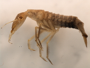  ( - 09PROBE-02588)  @12 [ ] CreativeCommons - Attribution (2009) CBG Photography Group Centre for Biodiversity Genomics