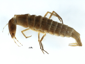  ( - 09PROBE-02594)  @12 [ ] CreativeCommons - Attribution (2009) CBG Photography Group Centre for Biodiversity Genomics