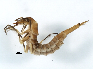  ( - 09PROBE-02616)  @12 [ ] CreativeCommons - Attribution (2009) CBG Photography Group Centre for Biodiversity Genomics