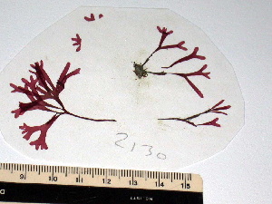  (Rhodymenia leptophylla - GWS002130)  @11 [ ] CreativeCommons - Attribution Non-Commercial Share-Alike (2010) Gary W. Saunders University of New Brunswick