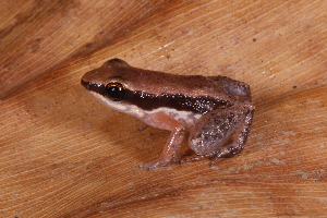  (Allobates sumtuosus - AF5961)  @11 [ ] Unspecified (default): All Rights Reserved  Unspecified Unspecified