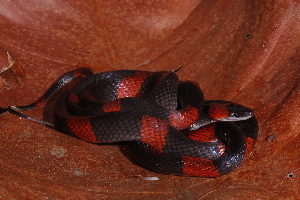  (Oxyrhopus petolarius - AF5984)  @11 [ ] Unspecified (default): All Rights Reserved  Unspecified Unspecified