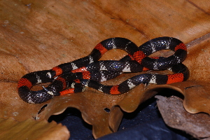  (Micrurus lemniscatus - AF6007)  @11 [ ] Unspecified (default): All Rights Reserved  Unspecified Unspecified