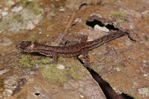  (Pseudogonatodes guianensis - AF6012)  @11 [ ] Unspecified (default): All Rights Reserved  Unspecified Unspecified