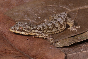  (Bothrops atrox - AF6090)  @11 [ ] Unspecified (default): All Rights Reserved  Unspecified Unspecified