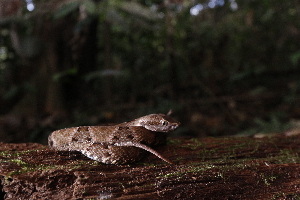  (Gymnophthalminae - AF6091)  @11 [ ] Unspecified (default): All Rights Reserved  Unspecified Unspecified