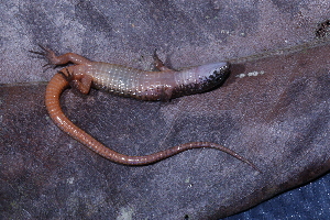  (Arthrosaura - AF6102)  @11 [ ] Unspecified (default): All Rights Reserved  Unspecified Unspecified