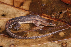  (Rhaebo guttatus - AF6116)  @11 [ ] Unspecified (default): All Rights Reserved  Unspecified Unspecified
