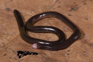  (Anomalepididae - AF6127)  @11 [ ] Unspecified (default): All Rights Reserved  Unspecified Unspecified