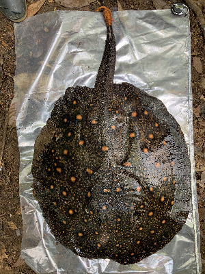  (Potamotrygon boesemani - FMNH153325.1)  @11 [ ] Unspecified (default): All Rights Reserved  Unspecified Unspecified