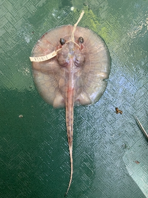  (Potamotrygon cf.boesemani - FMNH153325.2)  @11 [ ] Unspecified (default): All Rights Reserved  Unspecified Unspecified