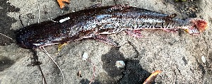  (Pseudoplatystoma cf.reticulatum - FMNH153455)  @11 [ ] Unspecified (default): All Rights Reserved  Unspecified Unspecified