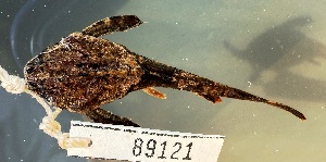  (Bunocephalus amaurus - FMNH152914)  @11 [ ] Unspecified (default): All Rights Reserved  Unspecified Unspecified