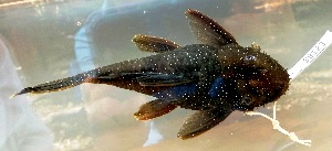  (Ancistrus lithurgicus - FMNH152885)  @11 [ ] Unspecified (default): All Rights Reserved  Unspecified Unspecified