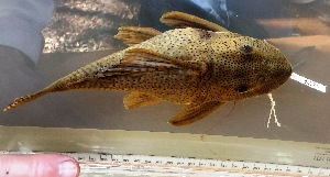  (Hypostomus macushi - FMNH152886)  @11 [ ] Unspecified (default): All Rights Reserved  Unspecified Unspecified
