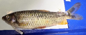  (Leporinus arcus - FMNH152950)  @11 [ ] Unspecified (default): All Rights Reserved  Unspecified Unspecified