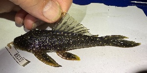  (Pseudancistrus barbatus - FMNH152959)  @11 [ ] Unspecified (default): All Rights Reserved  Unspecified Unspecified