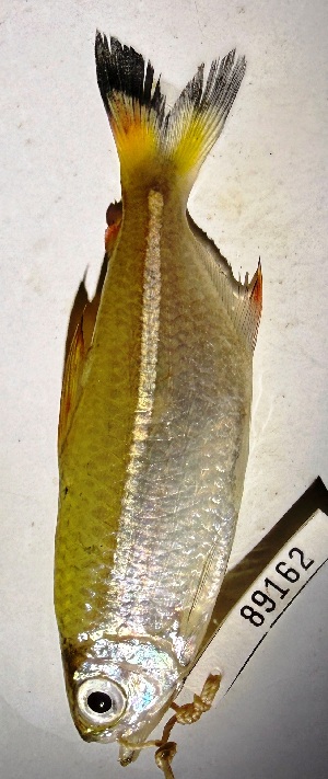  (Argonectes longiceps - FMNH152941.1)  @11 [ ] Unspecified (default): All Rights Reserved  Unspecified Unspecified