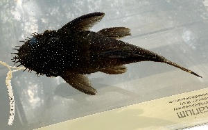  (Ancistrus nudiceps - FMNH152966)  @11 [ ] Unspecified (default): All Rights Reserved  Unspecified Unspecified