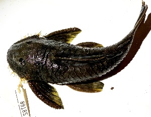 (Pseudancistrus nigrescens - FMNH152982)  @11 [ ] Unspecified (default): All Rights Reserved  Unspecified Unspecified