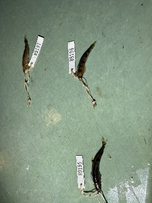  (Characidium crandelli - FMNH152973.2)  @11 [ ] Unspecified (default): All Rights Reserved  Unspecified Unspecified
