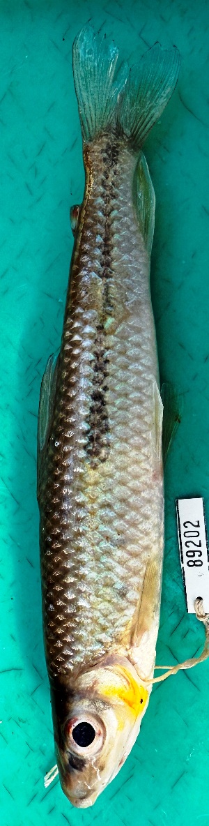  (Leporinus nigrotaeniatus - FMNH152998)  @11 [ ] Unspecified (default): All Rights Reserved  Unspecified Unspecified
