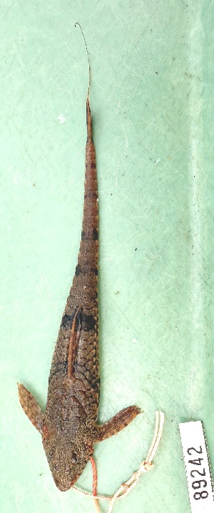  (Rineloricaria fallax - FMNH153037)  @11 [ ] Unspecified (default): All Rights Reserved  Unspecified Unspecified